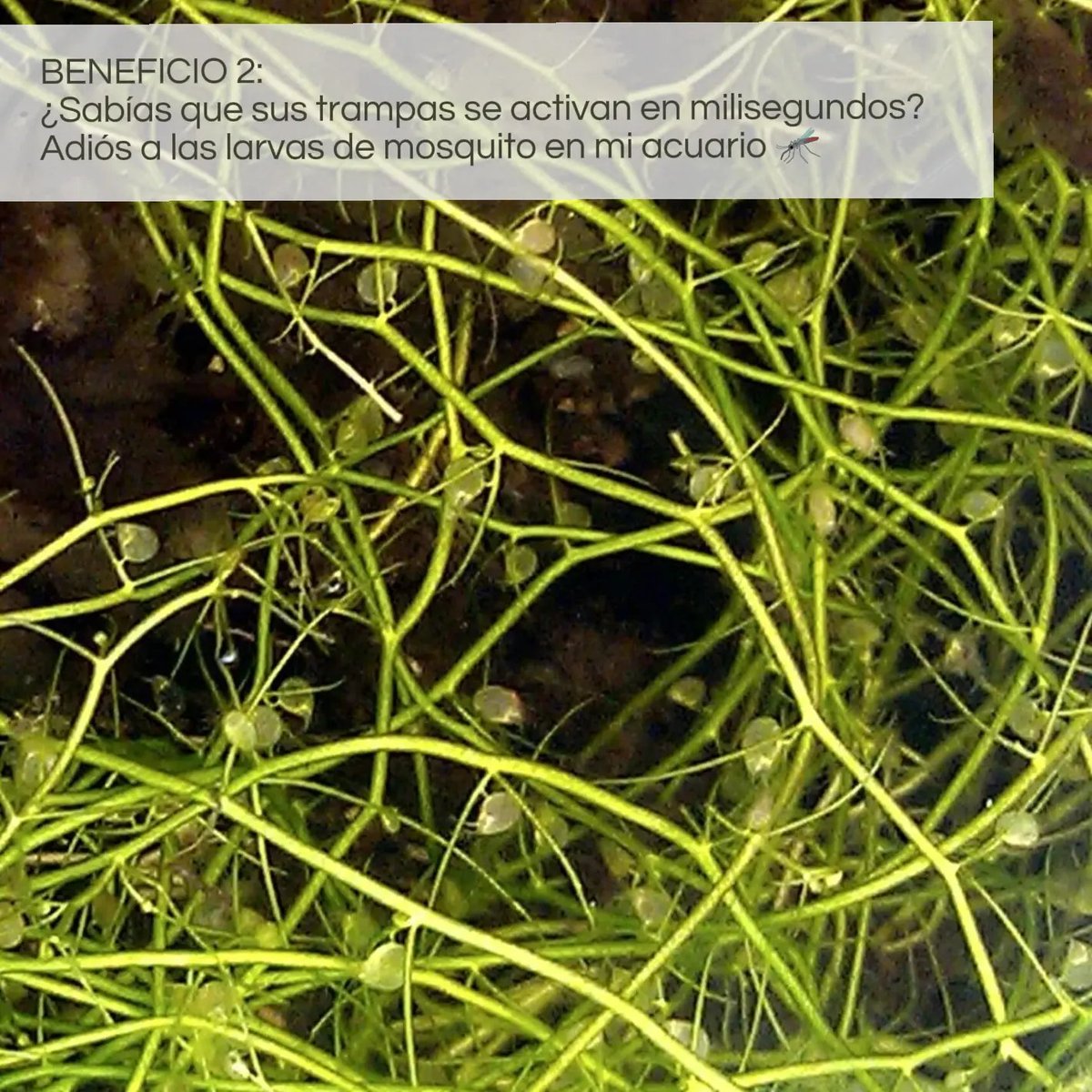 GVartplanet01's tweet photo. ¿Mosquitos en tu estanque o algas en tu acuario? 🦟❌ Controla plagas de forma natural con la Utricularia gibba. Esta planta carnívora acuática purifica el agua, oxigena y florece hermoso 🌼
Consigue la tuya en Colombia con #Giovaquart: https://t.co/ZAMKRaSSX8 🇨🇴✨
#Acuarios https://t.co/jkpFBq77Qk