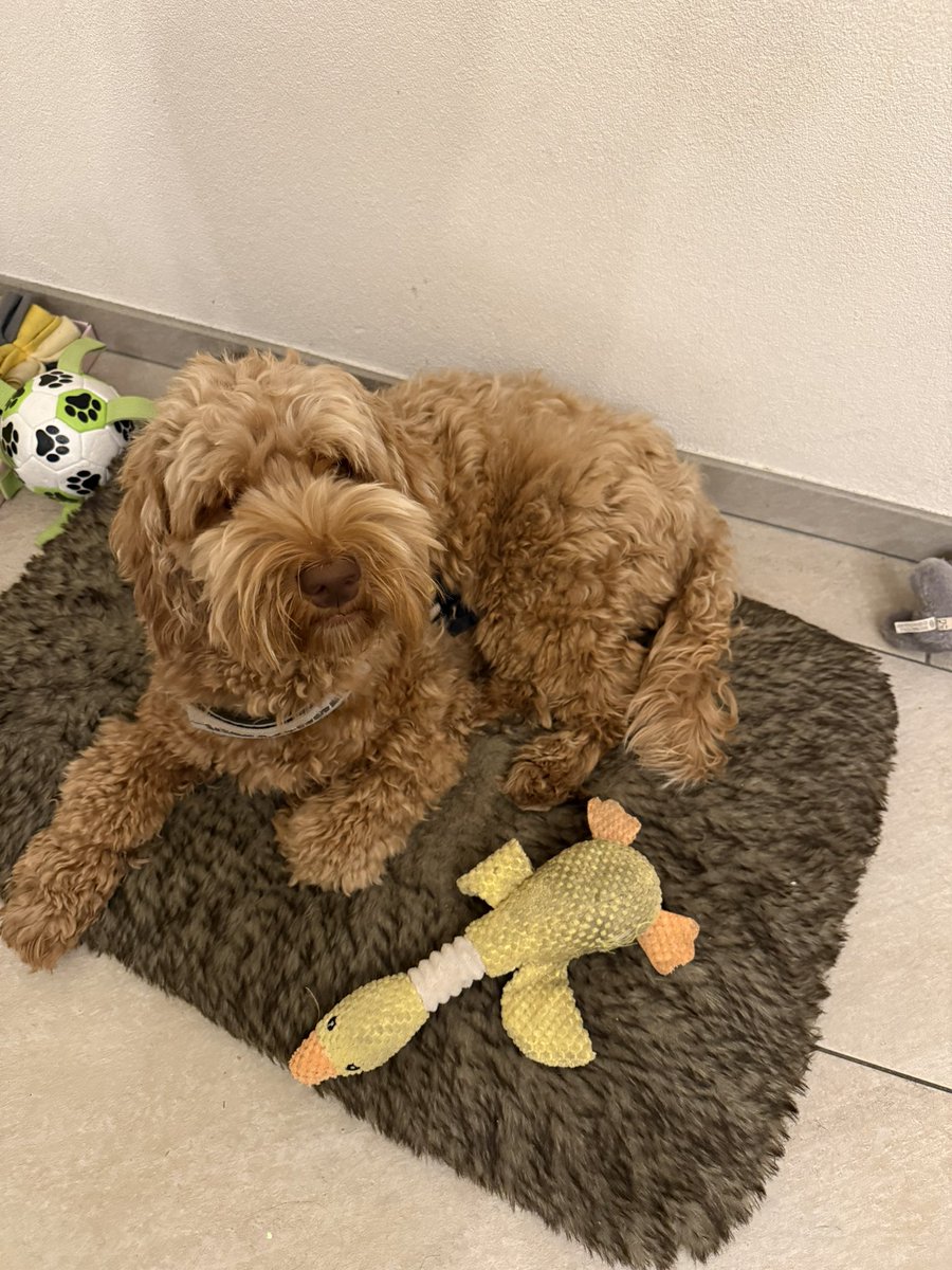 EeKayOnline's tweet photo. Even my dog couldn’t resist and caught herself a duck… check out the current version at https://t.co/LM6FYOZlad
Going to tweak some final things but it’s almost there 🦆😎
#buildinpublic #indiedev #gamedev #developer #indiehacker #LFG https://t.co/2oPcubE2yd