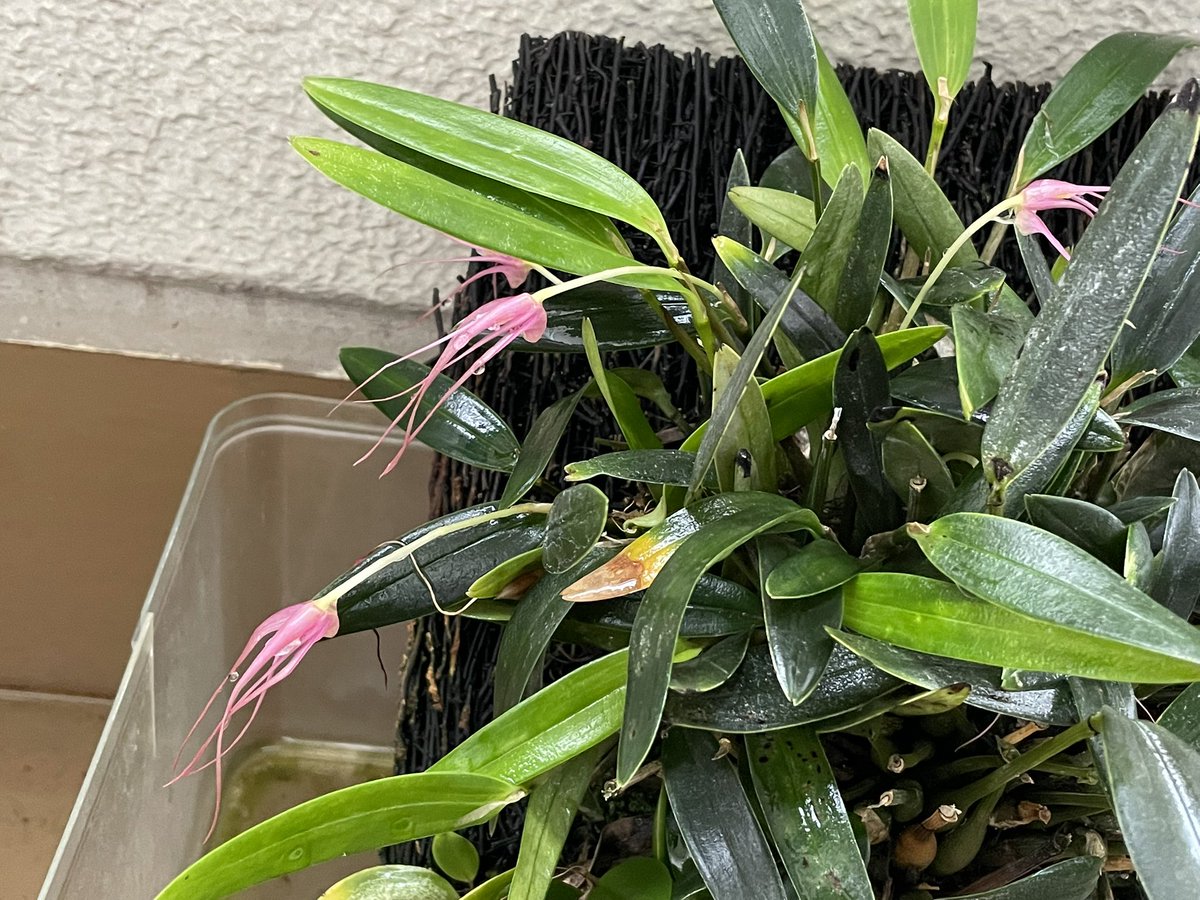 MinoruTomisawa's tweet photo. Dendrobium [Diplocaulobium] ajoebii
一日花で昨日開花して、今朝は2枚目の写真の状態。
#蘭友会 
#ご蘭なさい 
#洋ラン 
#orchid 
#洋蘭 https://t.co/kFGdyF7p8y