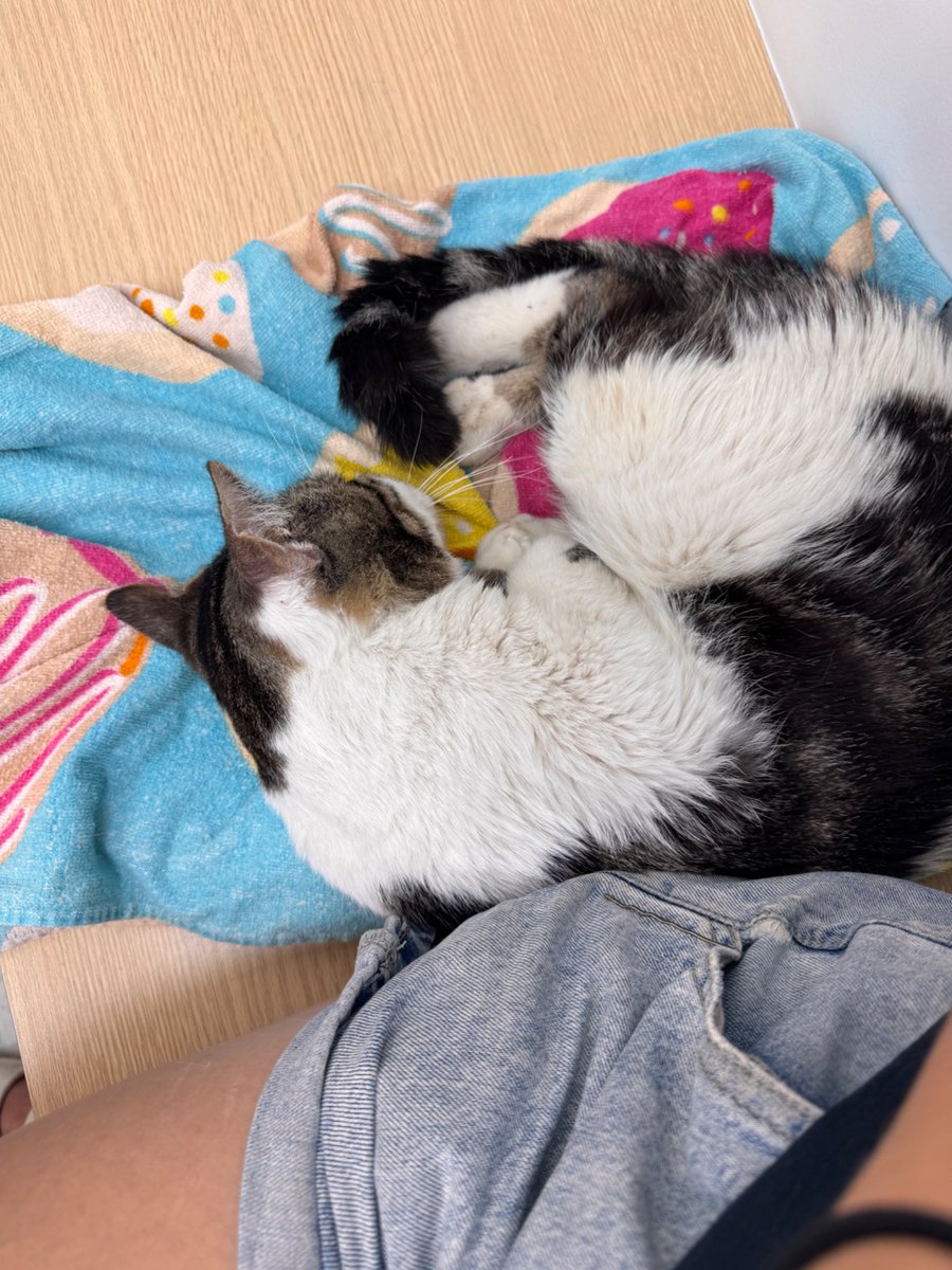 TheKylieChi's tweet photo. Dada Cat is back at the vet with a fever &amp; possible injured leg. I thought he would perk up after he finished his antibiotics and pain meds, but he is still crazy lethargic and shaky. If you are able to Venmo @kylieskele to help with the care l'd be so appreciative 😭He is just https://t.co/QH2Bxq12fy