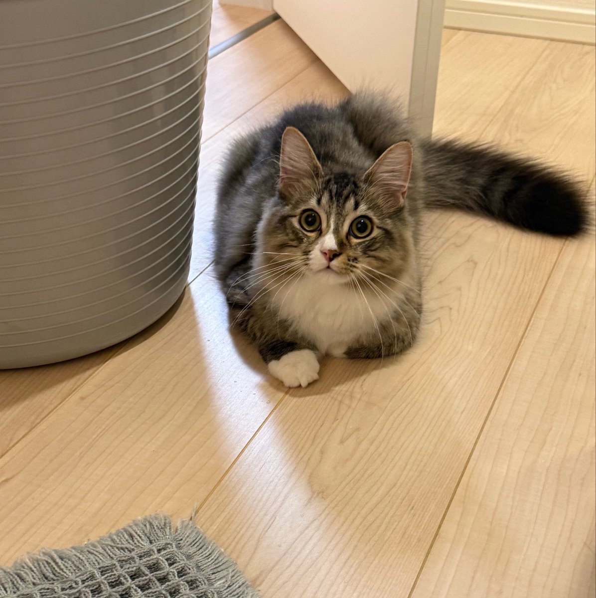 _reon_neko's tweet photo. お風呂の前で飼い主を待つお利口さん　#猫のいる暮らし𓏲𓎨 https://t.co/w34mLxJnom