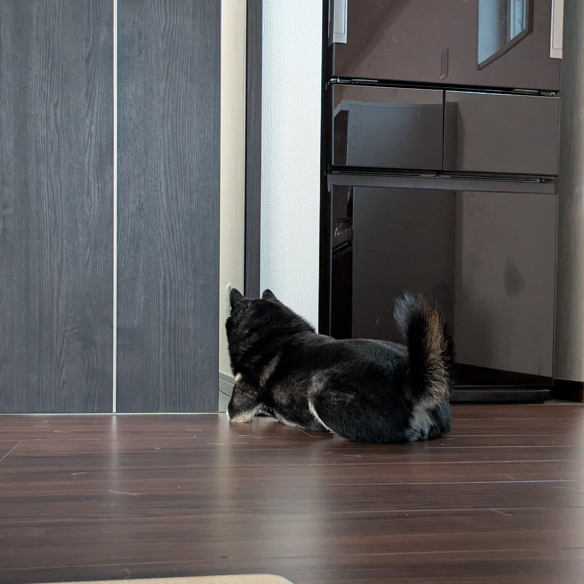 momo_shimo's tweet photo. 女子の身支度を毎朝覗き見してる犬
#柴犬 https://t.co/Iq5kwT3NQm