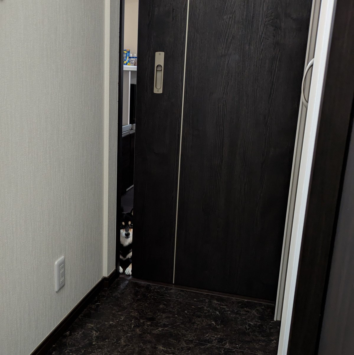 momo_shimo's tweet photo. 女子の身支度を毎朝覗き見してる犬
#柴犬 https://t.co/Iq5kwT3NQm