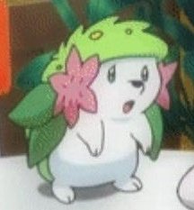 DailyShaymin's tweet photo. Shockmin https://t.co/id4OkgiaA5