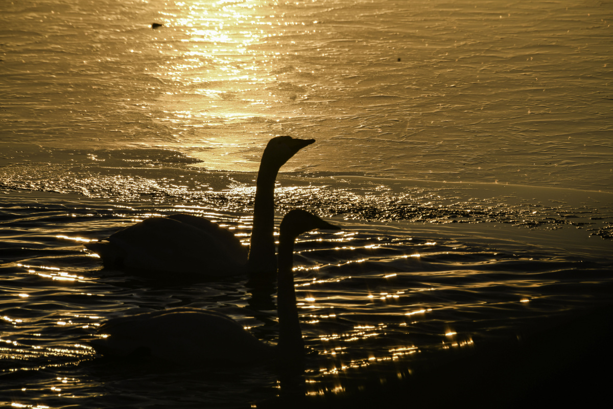 steve_echo8_f2c's tweet photo. [When the swan's long curved neck twists gently by the lake, small values in life bounce softly in the warm sunset.]， https://t.co/cU07wLI9tW