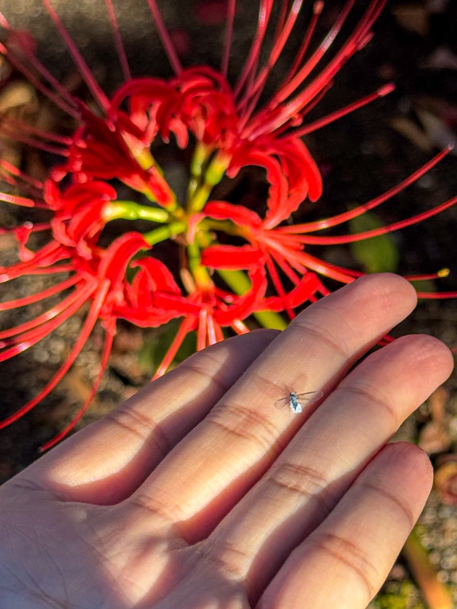 tsutsu111111's tweet photo. 速報です！こちら函館の湯川寺です。まだまだ彼岸花の季節なのですが、冬の使者「雪虫」を見つけました。現場からは以上です。 https://t.co/6wYOqvWqnZ