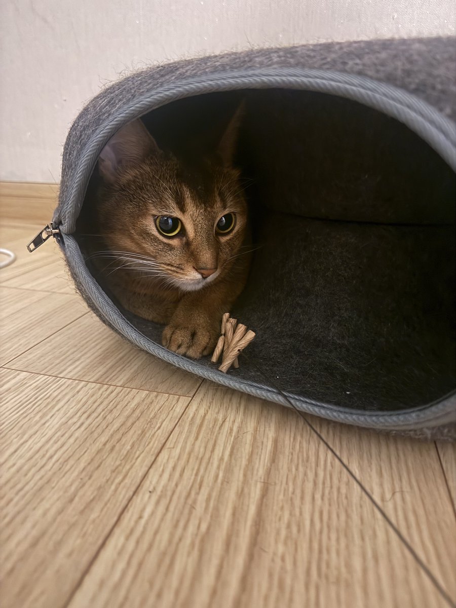 bnkim_7010's tweet photo. 터널에서 빼꼼 👀🐱
Peeking out of the tunnel 👀🐱 https://t.co/RYvzhHpOb8