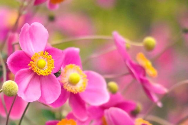 ALBION_JP's tweet photo. おはようございます。
今日の誕生花は「シュウメイギク」、花言葉は「淡い思い」です。 

楚々とした佇まいから、秋の茶花としても人気があるそう🍂 
ぽってりとした花姿は、美しい和菓子のようにも見えますね☺️ 

#誕生花 #花言葉 #誕生日 https://t.co/V1U8zp2StK