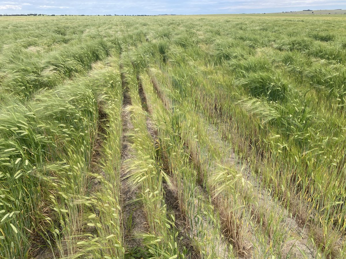 CropDoctor54's tweet photo. We know soil amelioration is amazing on dry years. Looks like it is on wet years also.
Further evidence that a healthy crop is a competitive crop too - barely a weed in the delved Barley strips, whereas the weeds, mainly Capeweed, dominated in the untreated. https://t.co/0tX8NDnpf3