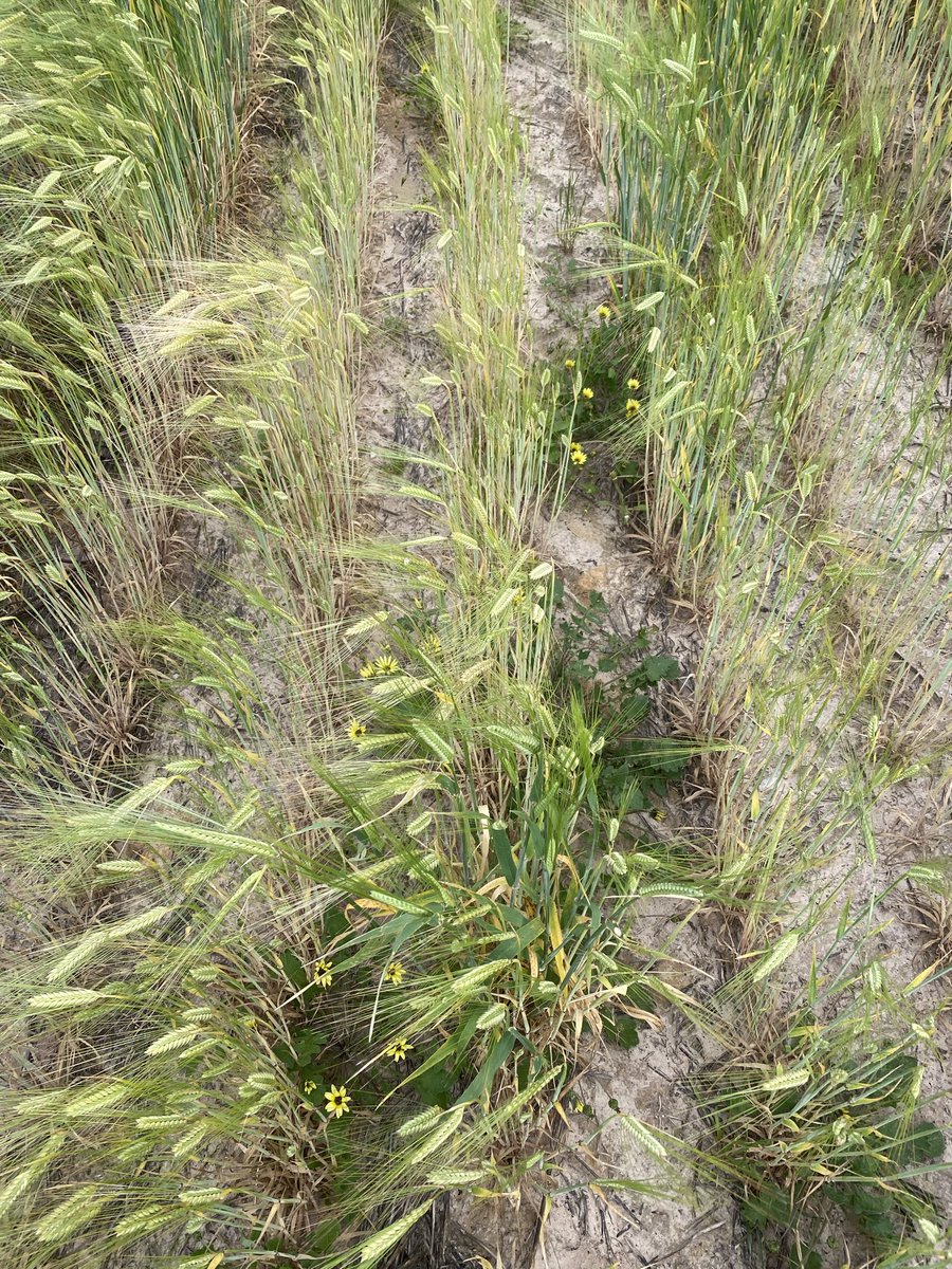 CropDoctor54's tweet photo. We know soil amelioration is amazing on dry years. Looks like it is on wet years also.
Further evidence that a healthy crop is a competitive crop too - barely a weed in the delved Barley strips, whereas the weeds, mainly Capeweed, dominated in the untreated. https://t.co/0tX8NDnpf3