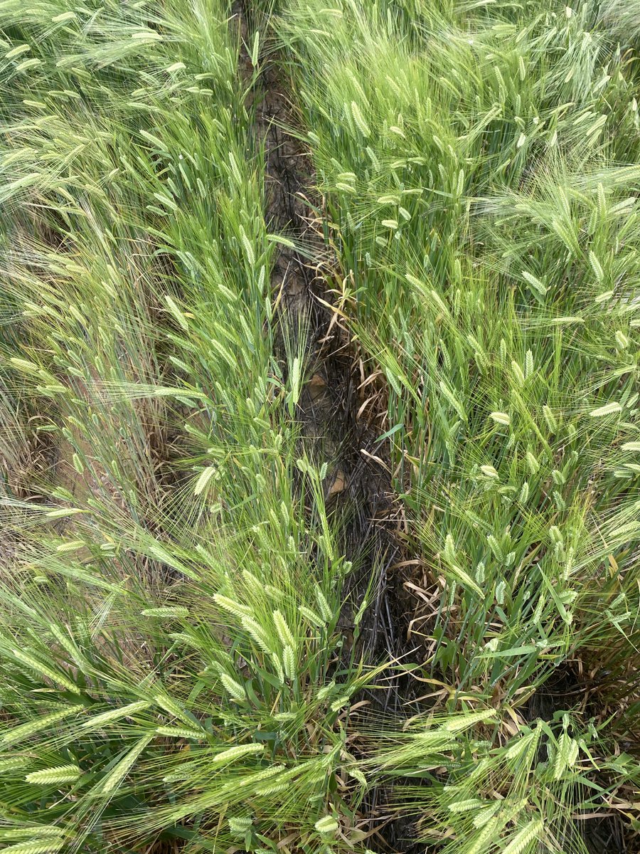 CropDoctor54's tweet photo. We know soil amelioration is amazing on dry years. Looks like it is on wet years also.
Further evidence that a healthy crop is a competitive crop too - barely a weed in the delved Barley strips, whereas the weeds, mainly Capeweed, dominated in the untreated. https://t.co/0tX8NDnpf3