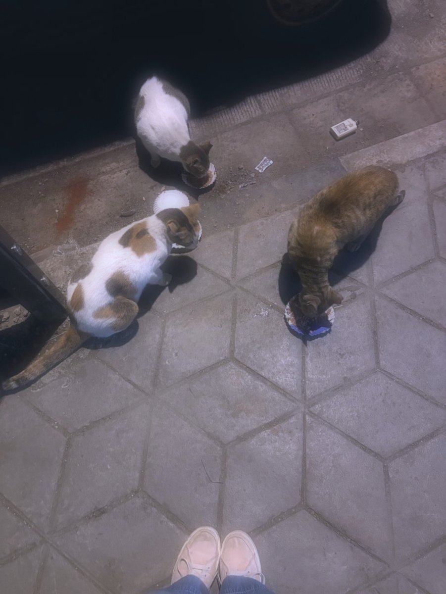 Vevesweet_'s tweet photo. Quien lo diría, que unos gatos nos unirían 💜🐈

(El pirulín me hizo la foto) https://t.co/YXqQPRHuo1
