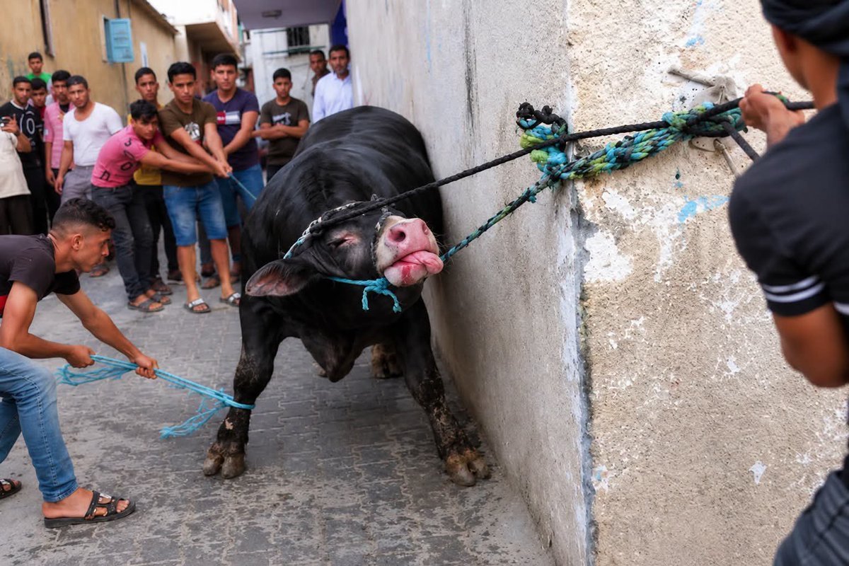 Joseph3Sengendo's tweet photo. A group of criminals oppressing an innocent animal.!!! you deserve to be hell not earth https://t.co/TrfbWTozVV