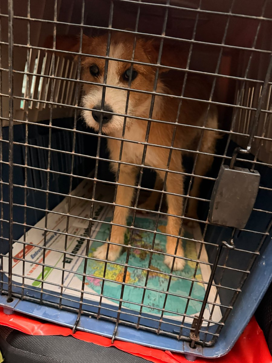 defensanimalpy's tweet photo. DETENCIÓN 🚨ante hecho de Crueldad Animal

Funcionarios de la Dirección Nacional de Defensa, Salud y Bienestar Animal acudieron al lugar tras tomar conocimiento de un hecho que involucró a dos caninos. https://t.co/8VrVfGOQTg