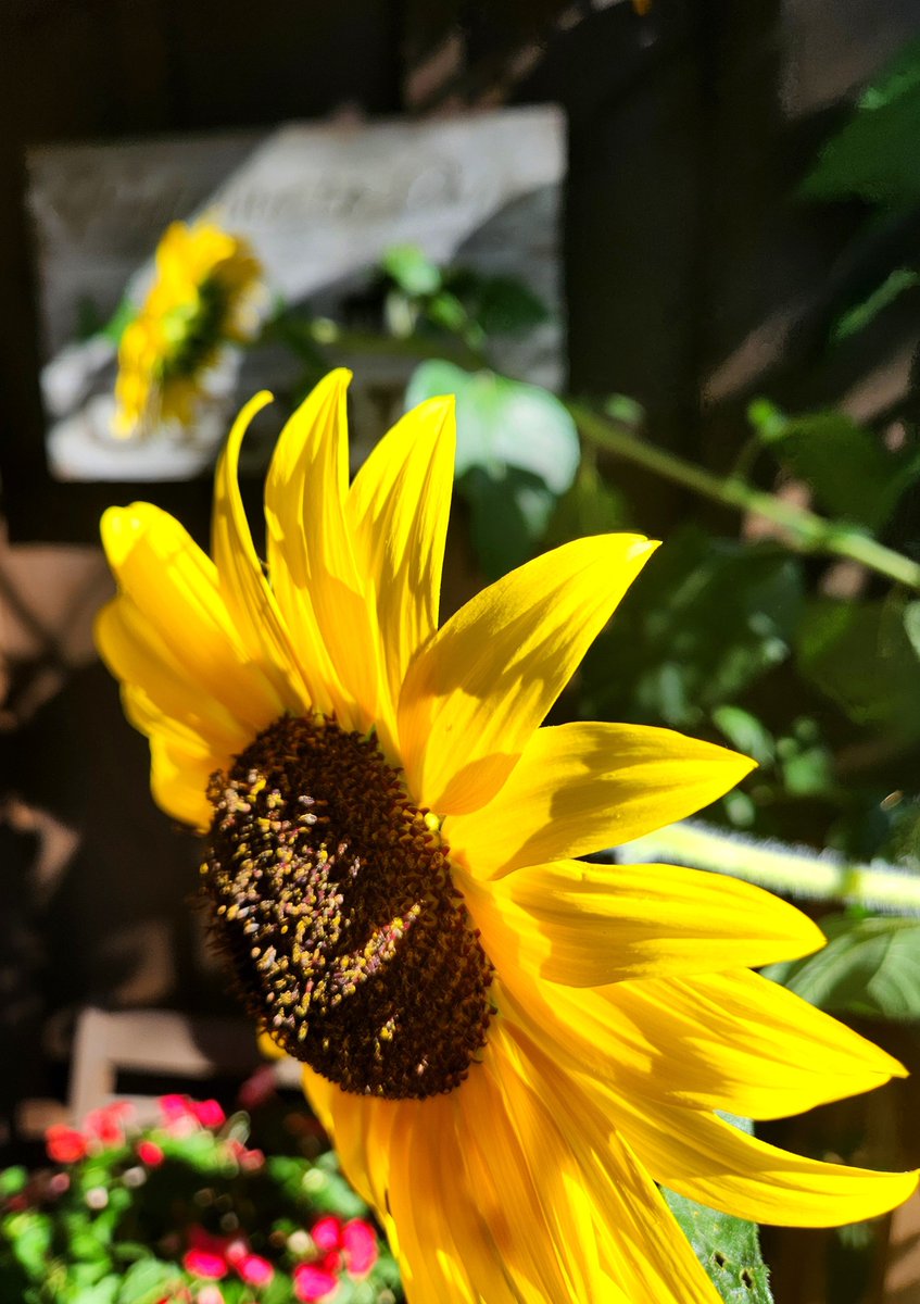 Airfemale14's tweet photo. π Almost The End To These Beauties! 10 - 12ft π» #Sunflowers π» https://t.co/UcHFC7q9Za