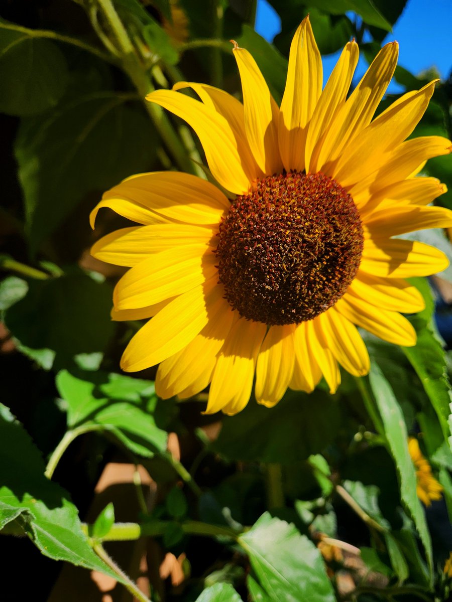 Airfemale14's tweet photo. π Almost The End To These Beauties! 10 - 12ft π» #Sunflowers π» https://t.co/UcHFC7q9Za