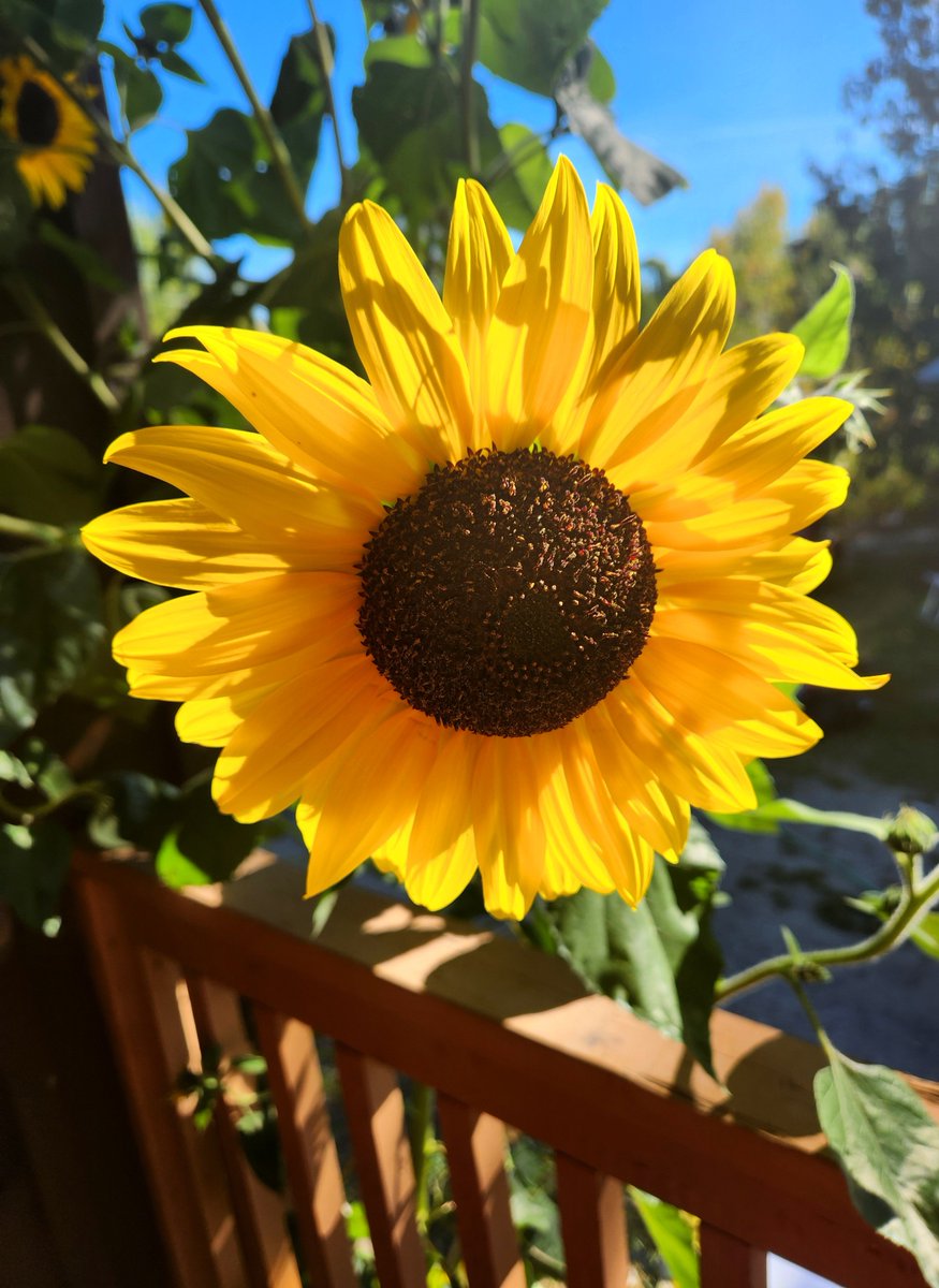 Airfemale14's tweet photo. π Almost The End To These Beauties! 10 - 12ft π» #Sunflowers π» https://t.co/UcHFC7q9Za
