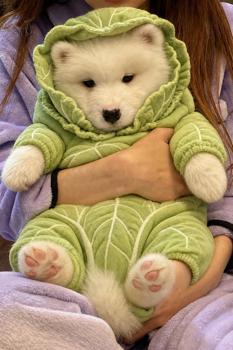 kohaku_Samoyed's tweet photo. キャベツの赤ちゃん https://t.co/tGc1ZfG6QE