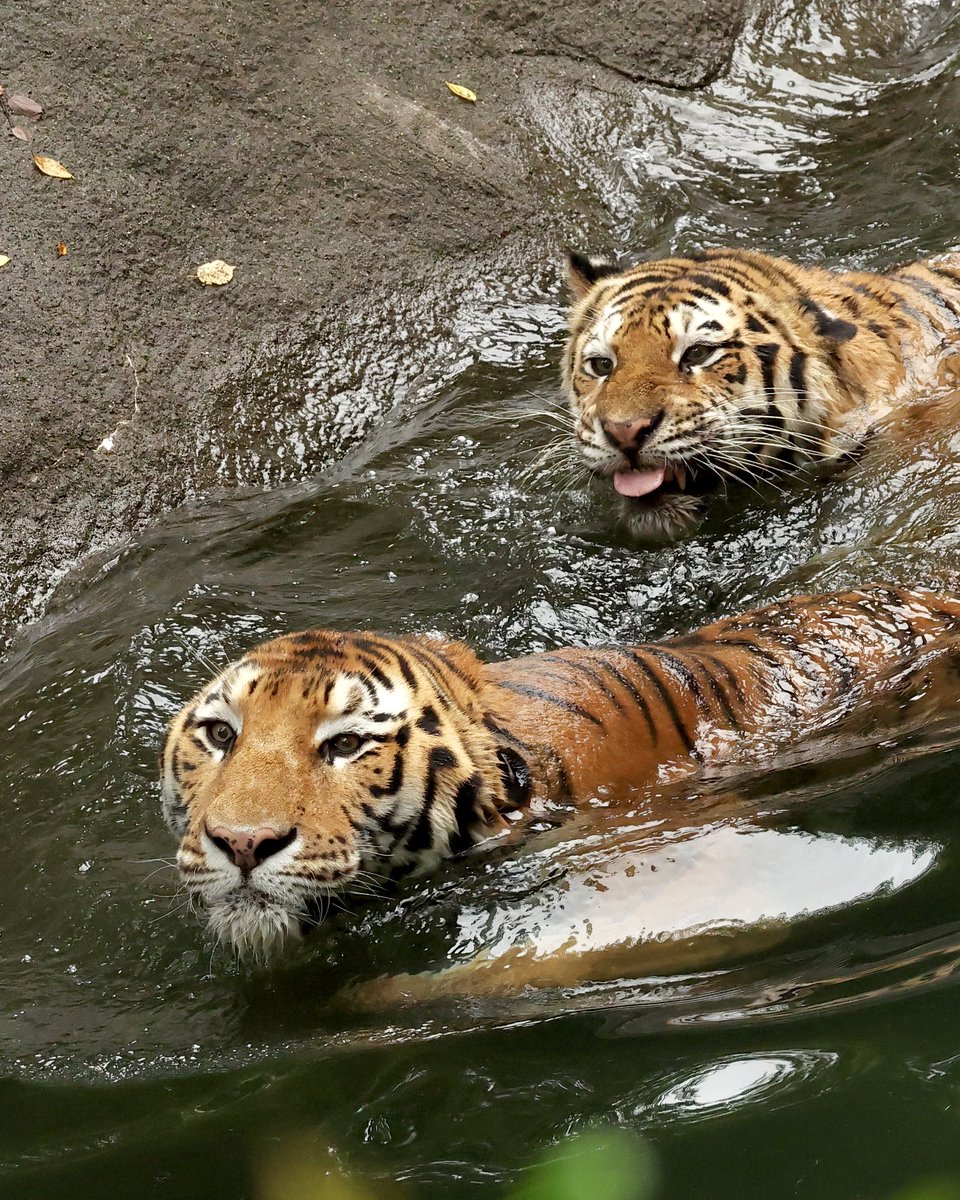 4VyczlmHPjgSL4r's tweet photo. はまZOO (浜松市動物園)水堀にて
「夫を追いかける妻」
ソーン＼ローラ
#浜松市動物園
#アムールトラ
2026/09/28撮影📷 https://t.co/e3hZhN3DTz
