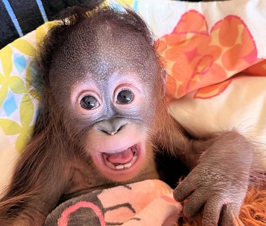 monkeymillieo's tweet photo. ITS SAMMIE THE ORANGUTAN'S FIRST BIRTHDAY!!!!! https://t.co/7VFUTMhQfE