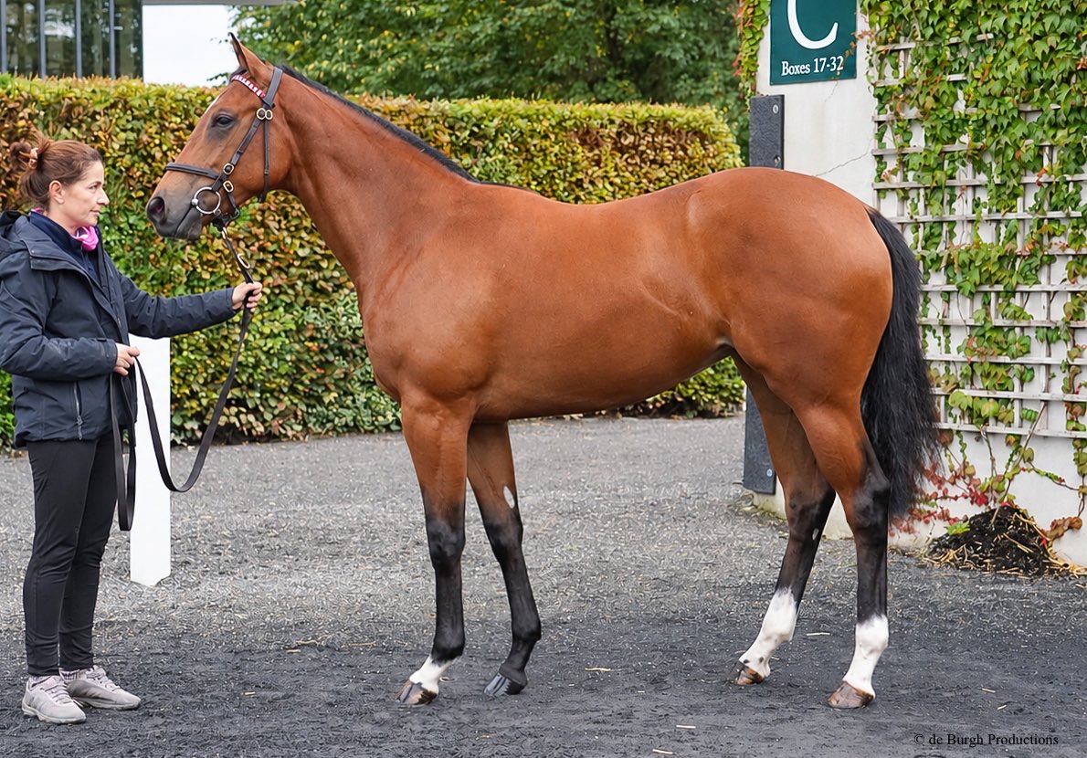 Shadwell_EU's tweet photo. 👑💰 #BAAEED 𝙛𝙞𝙡𝙡𝙮 𝙨𝙚𝙡𝙡𝙨 𝙛𝙤𝙧 €𝟭𝟰𝟬,𝟬𝟬𝟬…

This quality filly, out of Always A Dream and making her a half-sister to top-class Chindit, has been sold to Crampscastle. She was consigned by @KilminfoyleStud at Goffs Orby! 🙌🔵⚪️ https://t.co/iBKXB09IaP