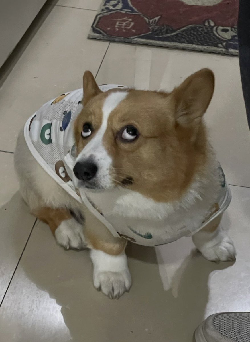 twaniimals's tweet photo. https://t.co/IefPvvbltc