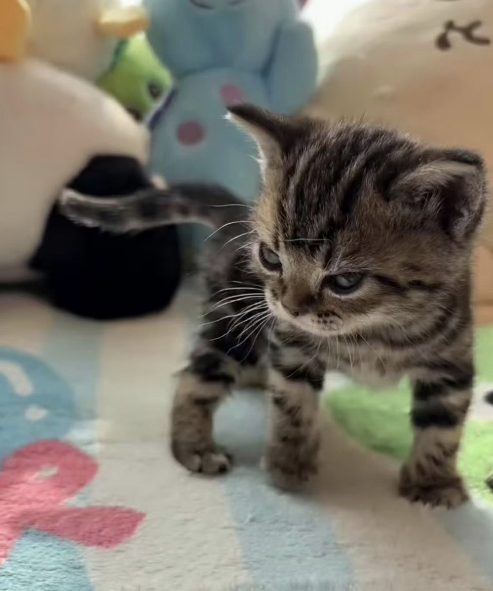 twaniimals's tweet photo. https://t.co/DNKmc3ijDL
