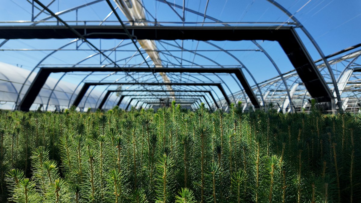 WFPCompany's tweet photo. From growing resilient seedlings to what’s ahead for reforestation, there was plenty to talk about at this year’s Forest Nursery Association of BC annual general meeting.

Western’s Saanich Forestry Centre Manager and FNABC President, Christina Lavoie, joined forestry and nursery professionals in Prince George to learn from one another and explore the work shaping reforestation today.

Bringing people and experience together helps build the knowledge needed to support thriving forest ecosystems.

Congratulations to Arbutus Grove Nursery on receiving the Chief Forester Award and Sylvia L’Hirondelle on receiving the Green Timbers Award. 

A special thanks as well to Rebecca Larsson and the @sveaskog team for making the trip from Sweden to join us in northern BC.