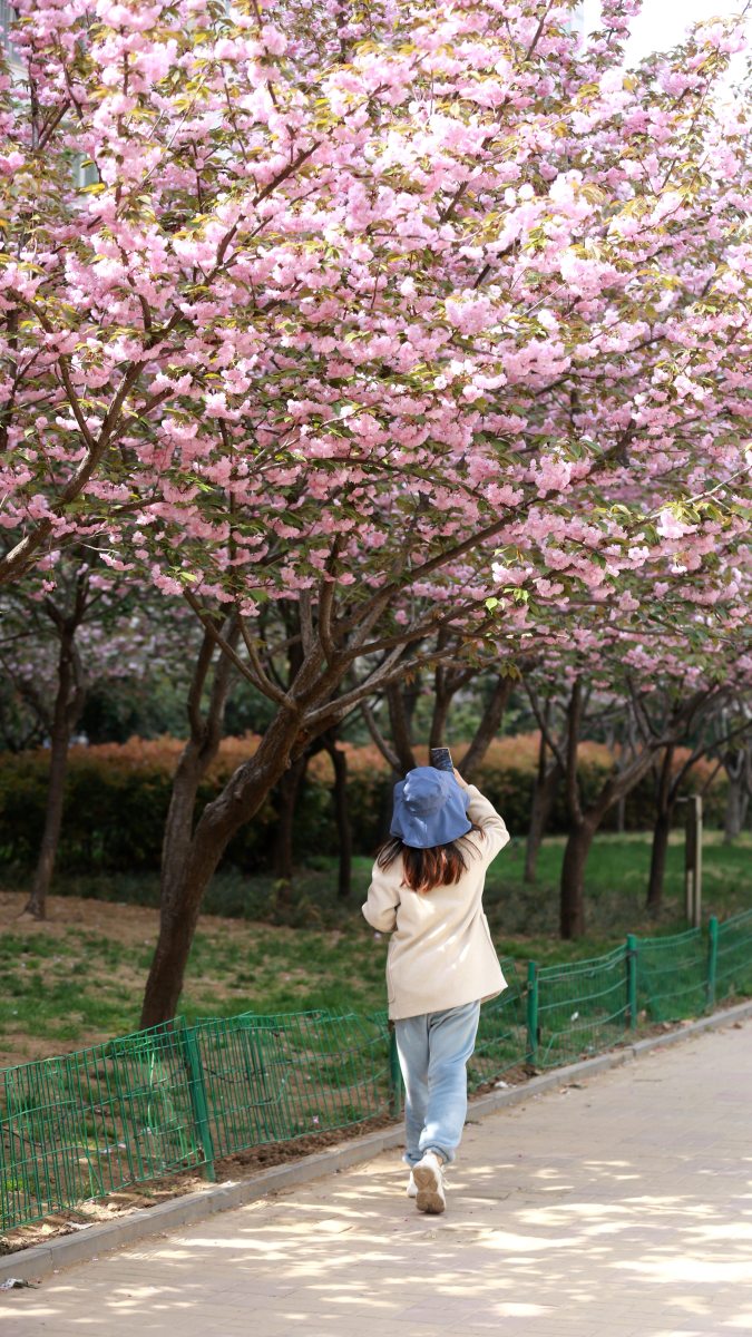 Kacievts's tweet photo. Hoy salí a caminar por el parque del centro, disfruté del sol y tomé fotos de los árboles con flores.， https://t.co/l2l4xm25Zh