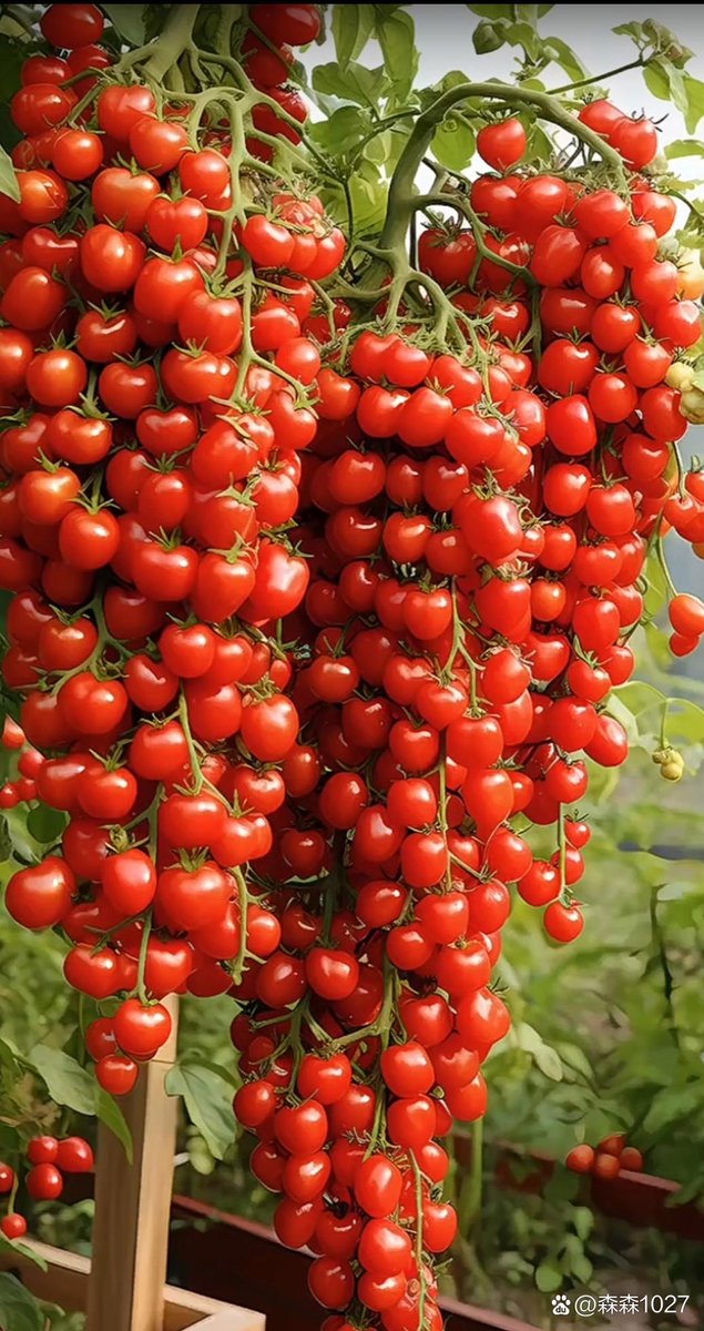 GinnyNewlaqb's tweet photo. Tomates cherry ecológicos, jugosos, dulces y 100% frescos! Perfectos para ensaladas o meriendas. Calidad excepcional a precio justo  #ProductoSaludable， https://t.co/l4bXfEal71