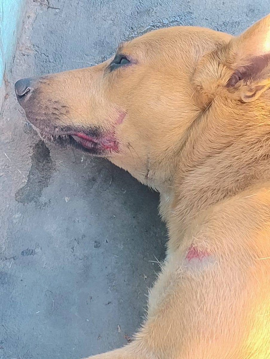 A64029345's tweet photo. Reportan a este perrito  ATROPELLADO en la avenida Sucre.
Ya fue trasladado a Misión Nevado en el Nuevo Circo.
Necesita RESGUARDO TEMPORAL URGENTE POR 3 DIAS en Caracas, mientras lo atienden los días que requiera tratamiento.
Posteriormente se le dará resguardo.
 0424-1781892 https://t.co/SsVeVgs1pa