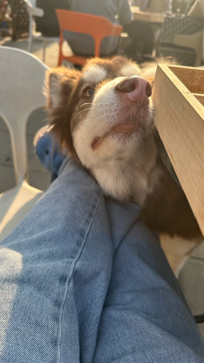 KelleyElvey's tweet photo. My sleepy fur baby curled up on my lap while I work—best coworker I’ve ever had. https://t.co/hht1qTjp2r