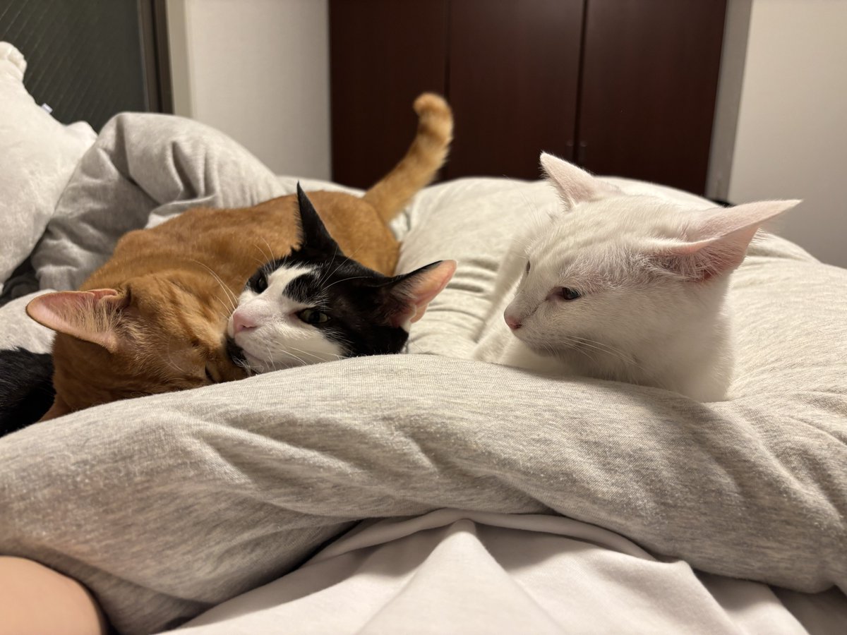 fukuroupiyopiyo's tweet photo. さらに来た
私の上に集まりすぎであるよ https://t.co/IvUPp6omop