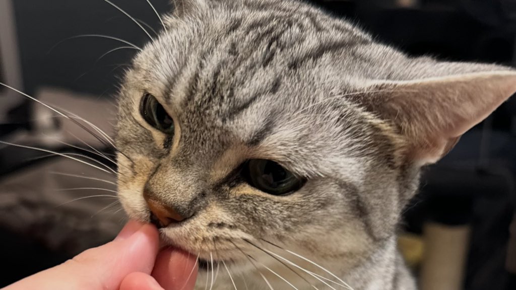 BestOfMeow's tweet photo. https://t.co/ODYlzqeVhn