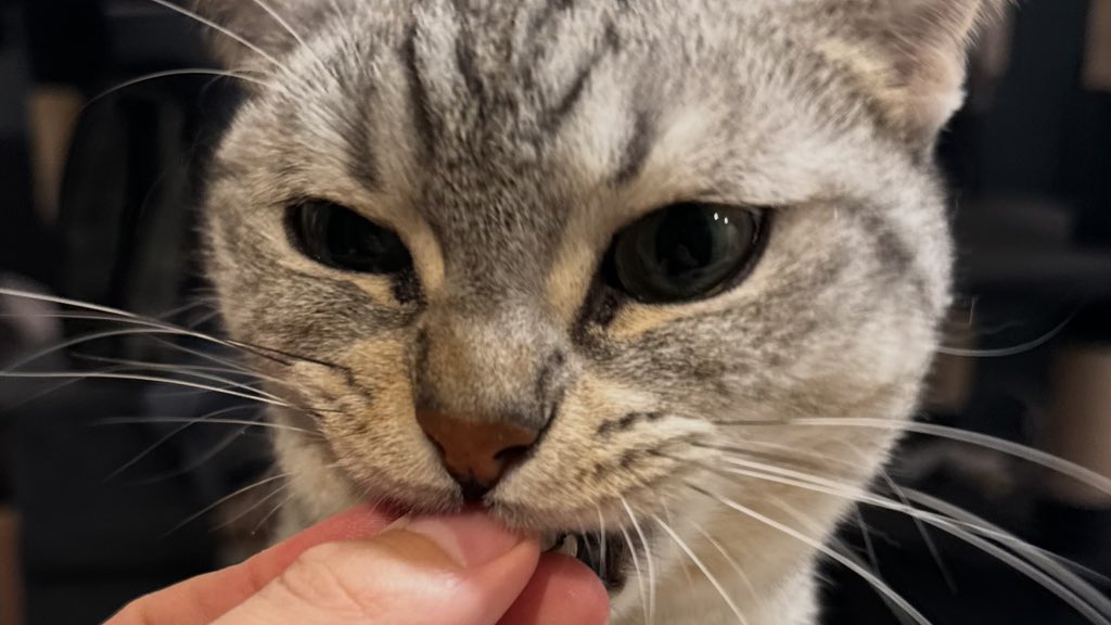 BestOfMeow's tweet photo. https://t.co/ODYlzqeVhn