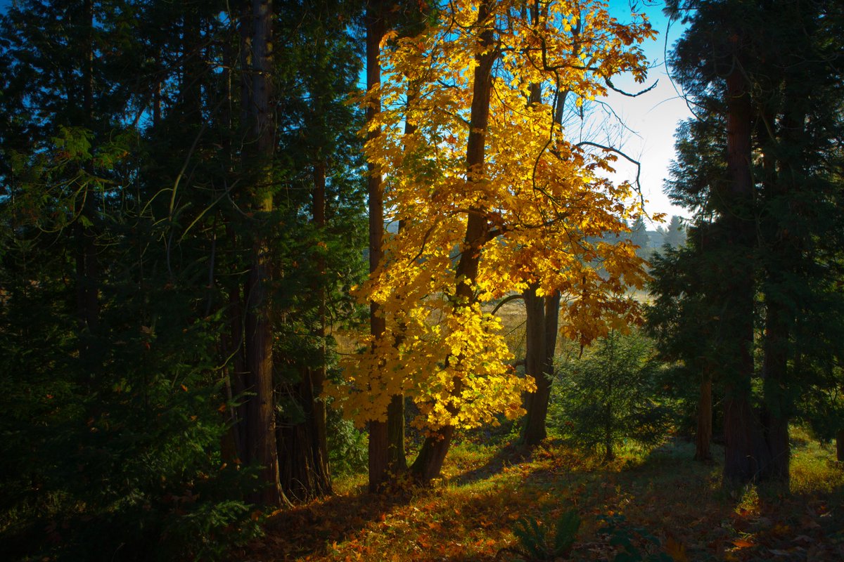 UWBothell's tweet photo. Golden hour just hits different at UW Bothell. 

What's your favorite spot on campus to catch the sunset? https://t.co/1cnbgle1lO