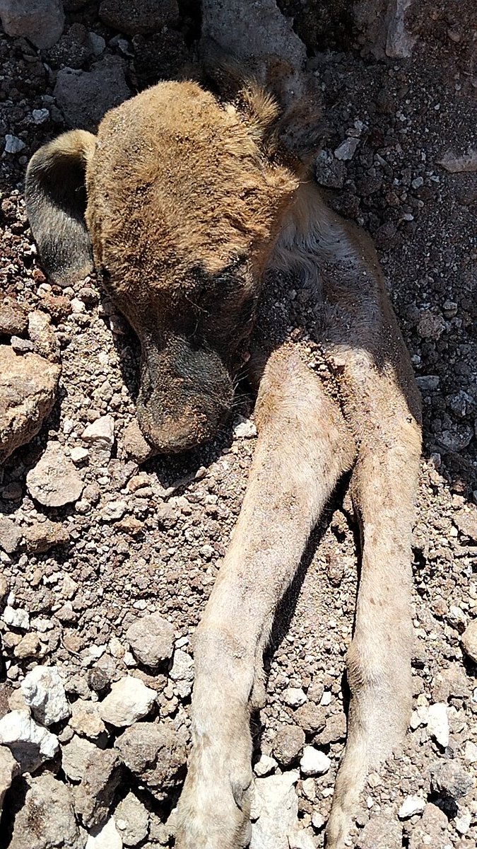 DejavueOzlem's tweet photo. Bazı anlar vardır asla hafızanızdan sılınmez. Antalya kirişcşler barınağı , mıs gıbı evlatlarımızı gomdunuz topraga
#KiriscilerVeAksudaKatliam https://t.co/Xf178M9fme