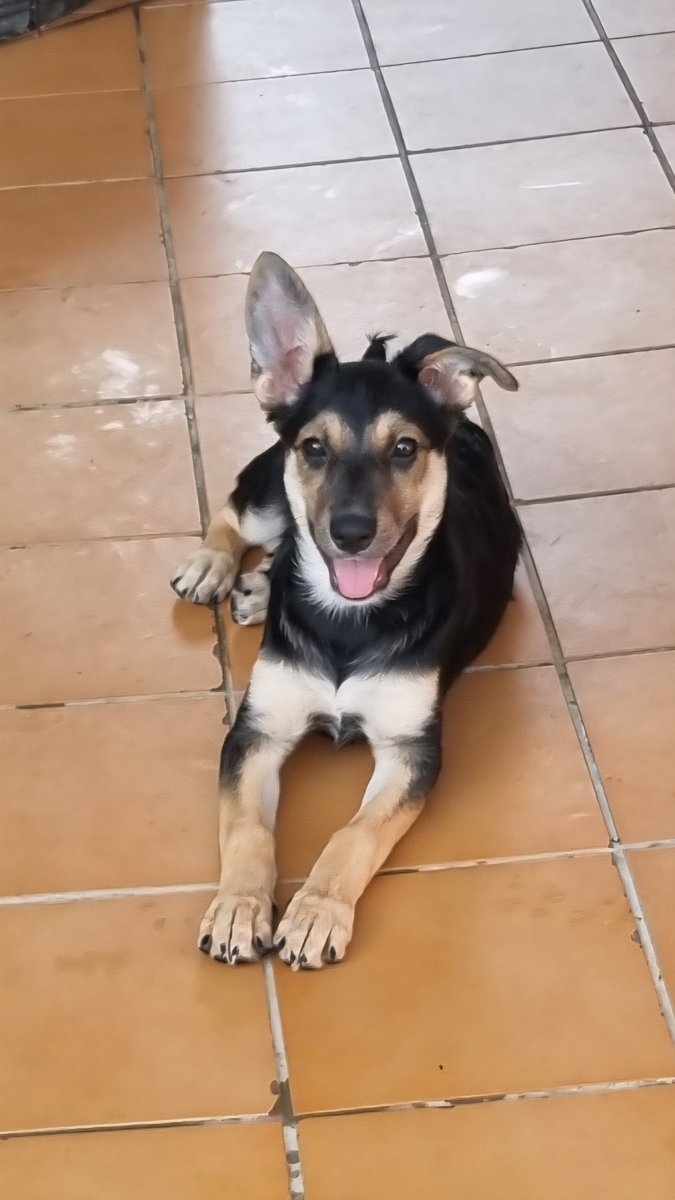 Pro_Ani_LaNucia's tweet photo. Chía tiene 3 meses, es una mestiza preciosa que será una perrita de unos 20-25 kgs de adulta 
Está deseando conocer a una familia y tener su camita al lado del sofá para no perderse ni una caricia. https://t.co/V541hyMB3u