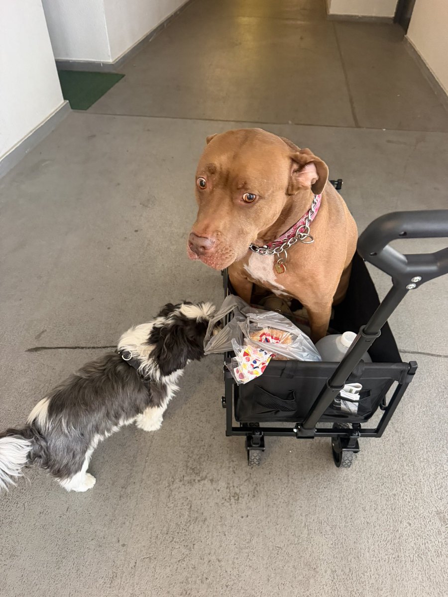Sevi305's tweet photo. @stevewilldoit Would be a huge help my baby girl twisted her knee just got back from the vet.  Thank God she is going to be ok 👌 https://t.co/UeVaPoCnPd