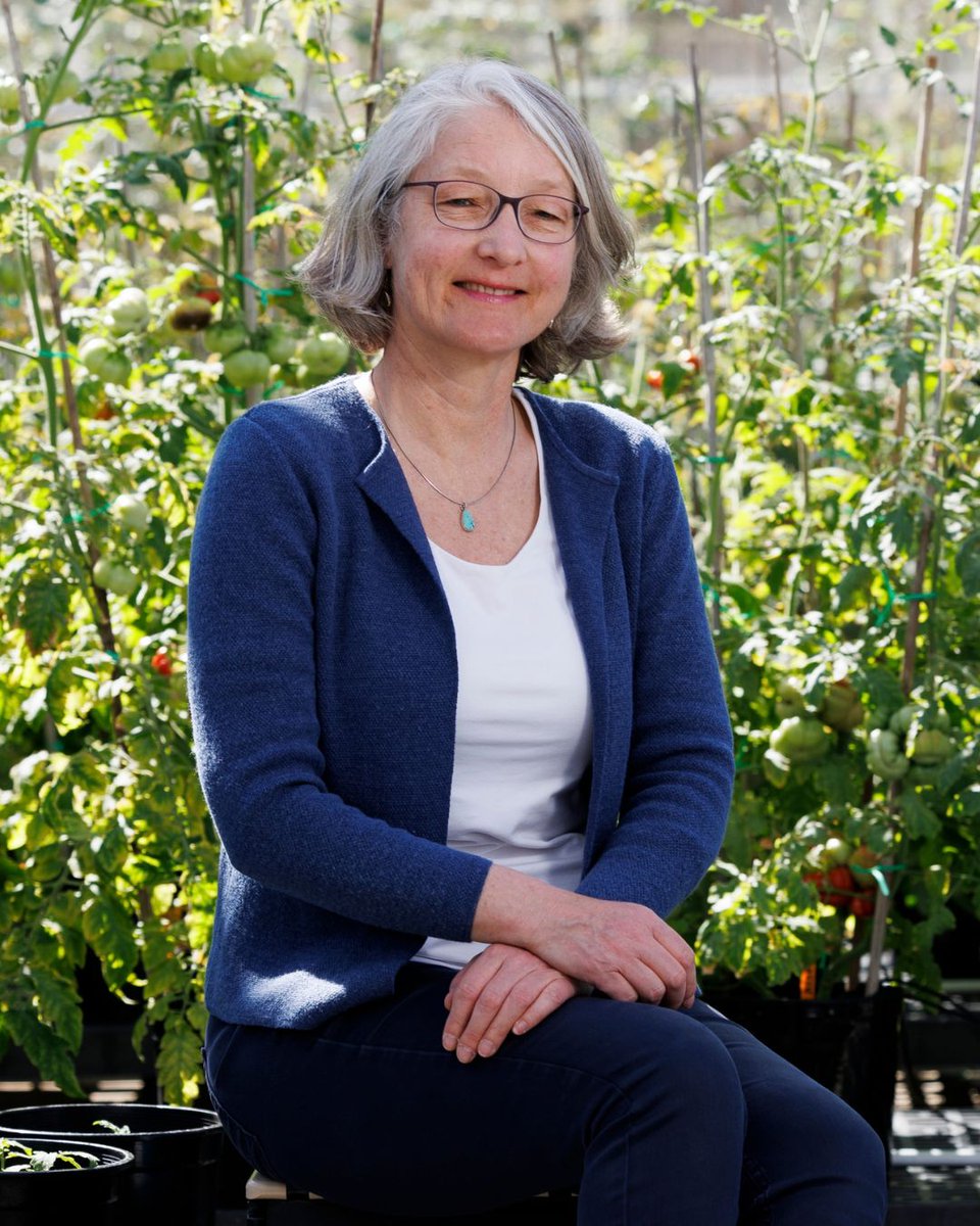UGA_CollegeofAg's tweet photo. 🍅 CAES plant geneticist Esther van der Knaap and an international team of researchers have found the genetic tools to restore rich flavor to modern commercial tomato varieties.

🔗 https://t.co/BSnDUlIEsj https://t.co/ypUnWXJPCD