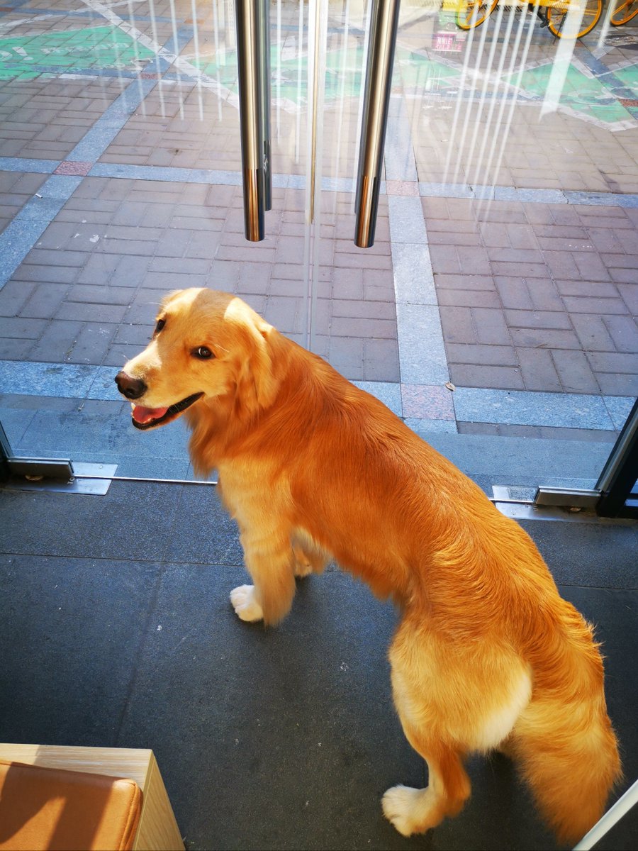 LeatriceSabbagh's tweet photo. Mi perro me espera cada día con una cola movida y alegría sin medida — su compaía es el mejor regalo del mundo para mis días agotados. https://t.co/ofhOMNqtRl