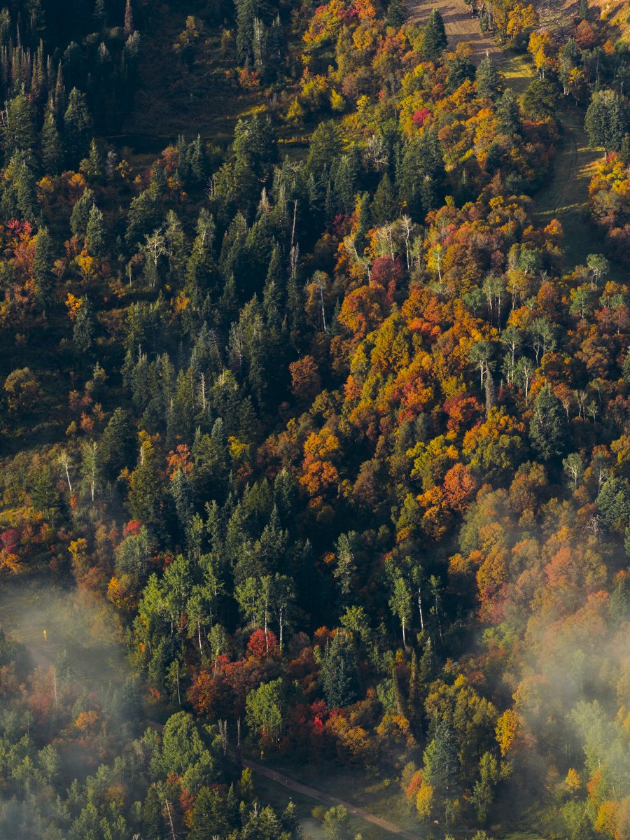 SnowbasinResort's tweet photo. This morning’s moody Fall colors🍂🍁💙

Autumn leaves will in full force this weekend! Bake-in those plans now to come up to see them for yourselves! https://t.co/IpDeCml6jS