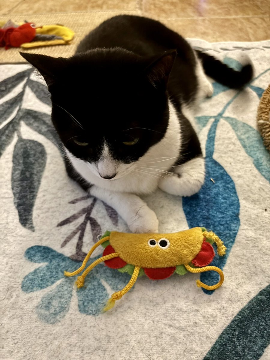 SophieMolly20's tweet photo. Happy #TuxieTuesday and #tacotuesday from Sophie. Have a furtastic day! 🌮🐈

#CatsOnTwitter #CatsOnX https://t.co/ZRUG3X0762