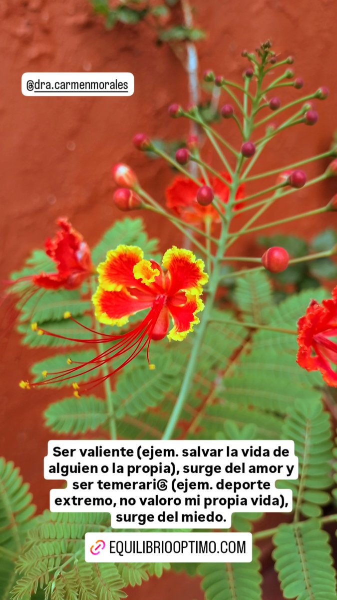 DraCarmenMorale's tweet photo. https://t.co/bnBUaJT0DK #Equilibriooptimo #SaludEmocional #ConsultaOnLine #ConsultaPresencial #Guadalajara #Zapopan #Jalisco #SaludIntegral #MedicinaIntegrativa #Homeopatía #ControlDePeso #ÁrbolGenealogico #Biodescodificacion #MarinaDelPilar #Almicar #Sofia #TheNewYorkTimes #HOY https://t.co/Orr5ggR4wV