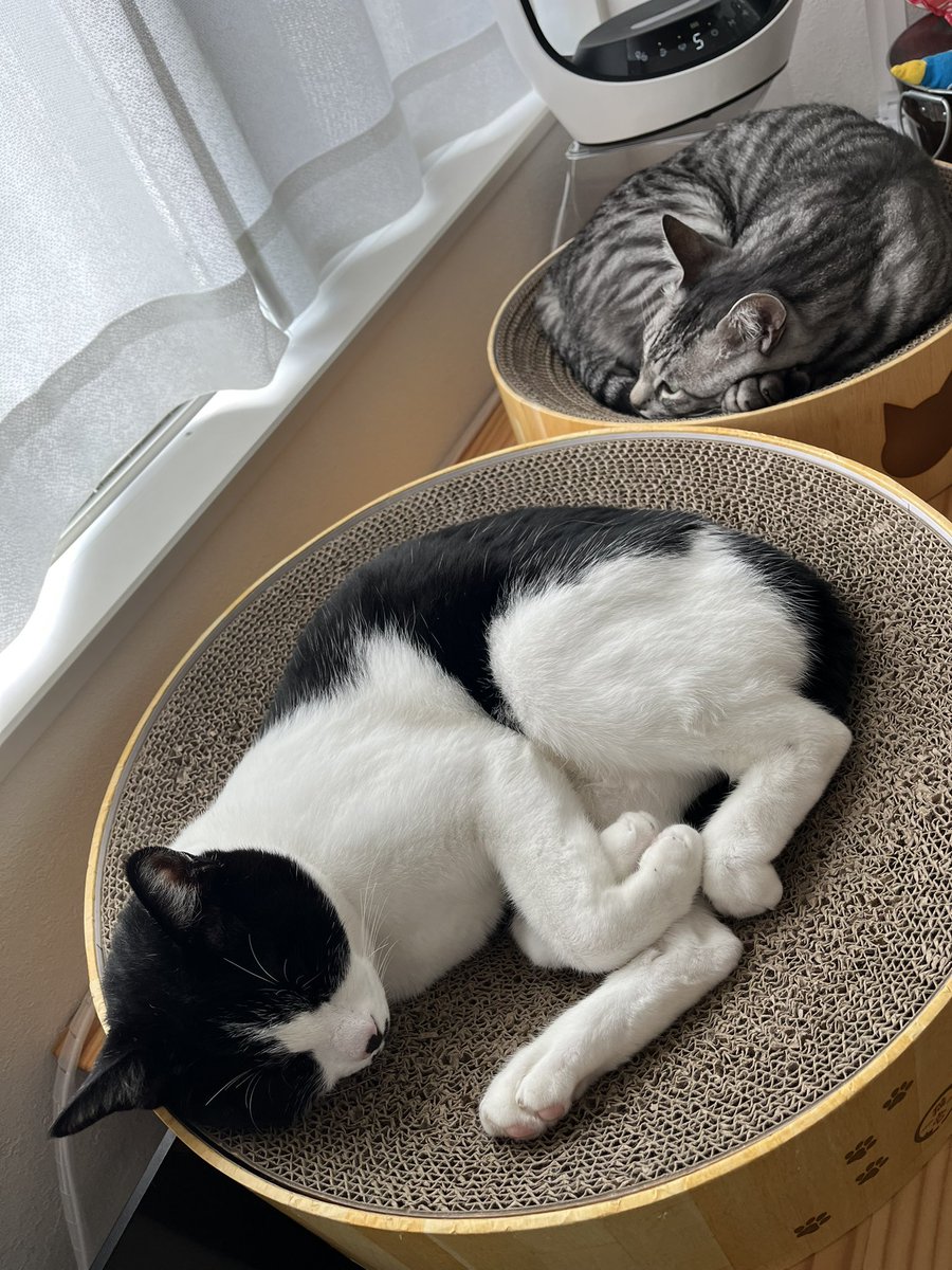 BonchanCat_0423's tweet photo. おはようございます
毎日ねっこ
お昼寝タイム😴
#保護猫と暮らす #猫のいる幸せ https://t.co/FDkvyv385s