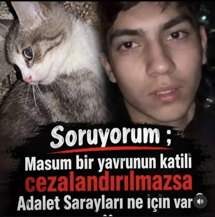 KedisiSoka89497's tweet photo. 34 gün önce..
Yaş mama ile kandırdılar..
Kaçamasın diye patilerini kırdılar..
Kahramanca direndi ama suratına tekme ile bastılar..
Poposuna ağaç çubuğu sokup
İşkence ederek öldürdüler.

KATİLİ HALA YAKALANMADI.. 
#miniğiunutma 

#BizimÇocuklar 
#MilliTakım 
Montella
Fatih Terim https://t.co/0WDDrjfrXb