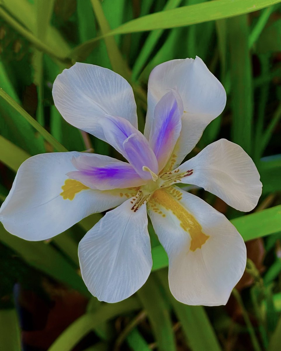 CLongo7mn's tweet photo. African Iris https://t.co/9Rtw7x8oUr