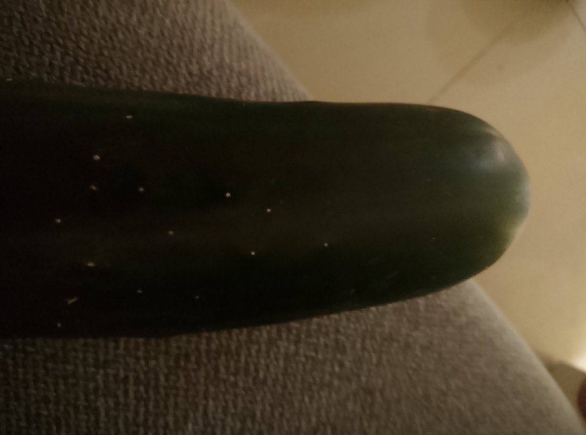 No9gxt's tweet photo. Me quería meter este pepino en la vagina pero no cupo ni la puntita, espere demasiado de mi misma https://t.co/4FrejCydQ0