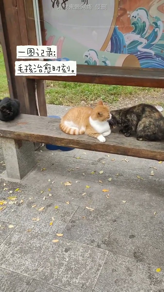 BrandieFelql's tweet photo. Una tarde tranquila por la ciudad, un gato callejero descansa sobre un banco de madera bajo la sombra de un árbol, y el sol se filtra entre las hojas para dar un toque cálido a la escena. https://t.co/Za9KeToiig