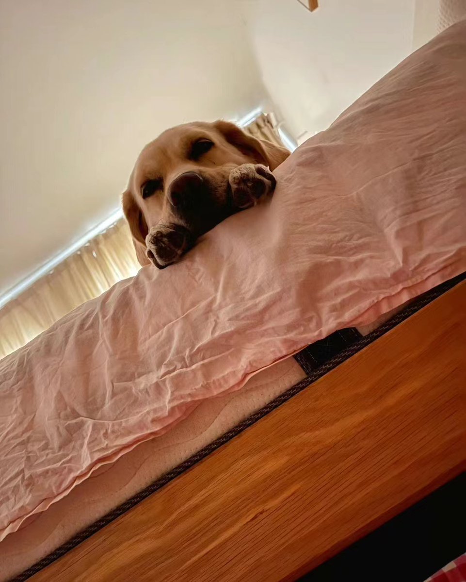 Smithzcucm's tweet photo. Mi perro Max ha crecido 5 cm en 2 meses, ya no cabe en su cama pequea! https://t.co/eymeZzF415